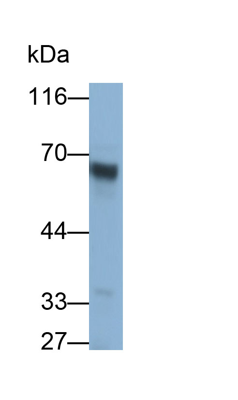 32649