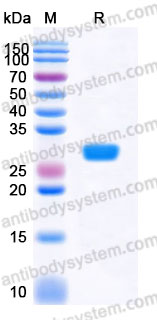 EHA42304, SDS-PAGE