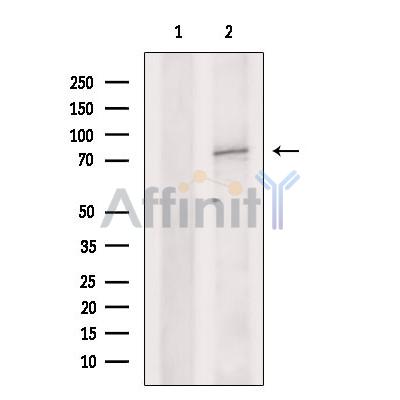 Валидация Affinity DF13277 - 8382