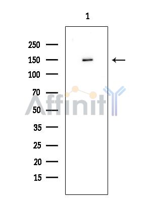 Валидация Affinity DF8595 - 20509