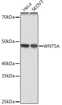 A19133, вестерн-блоттинг, различные лизаты (12703)