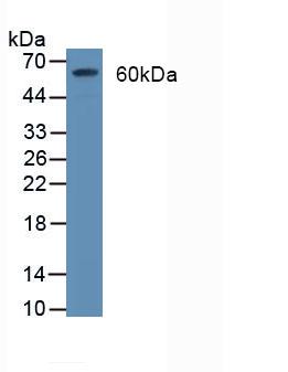 5362