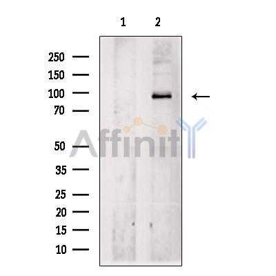 Валидация Affinity DF7139 - 18788