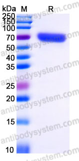 EHG52004, SDS-PAGE