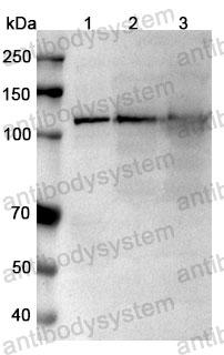 Валидация WB - AntibodySystem RHK33701
