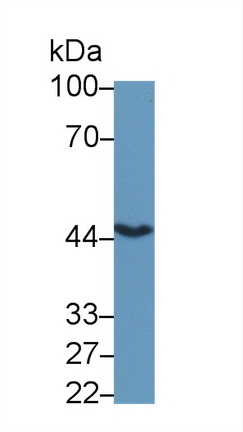 12506