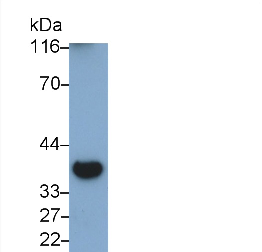 30846