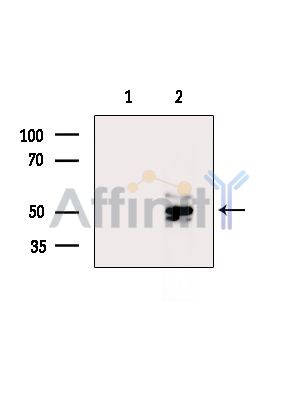 Валидация Affinity DF2447 - 13068