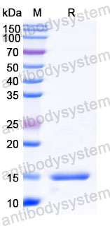 Валидация SDS-PAGE - AntibodySystem RHC35101