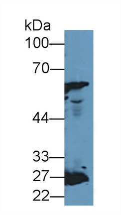 13023