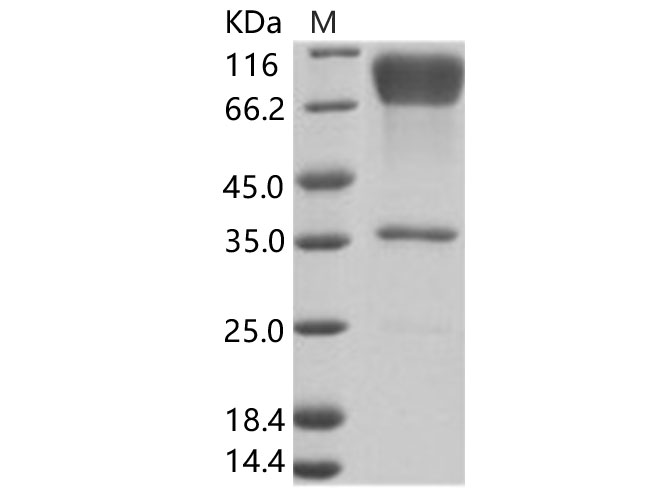 Валидация Elabscience PKSV030153(5930)