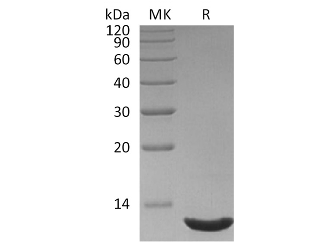 Валидация Elabscience PKSH032294(2795)