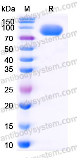 AHD09002, SDS-PAGE