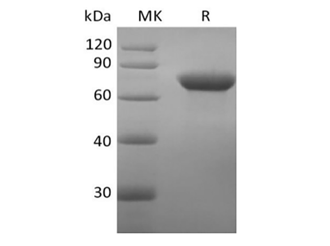 Валидация Elabscience PKSH033989(4219)