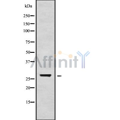 Валидация Affinity DF9593 - 22287