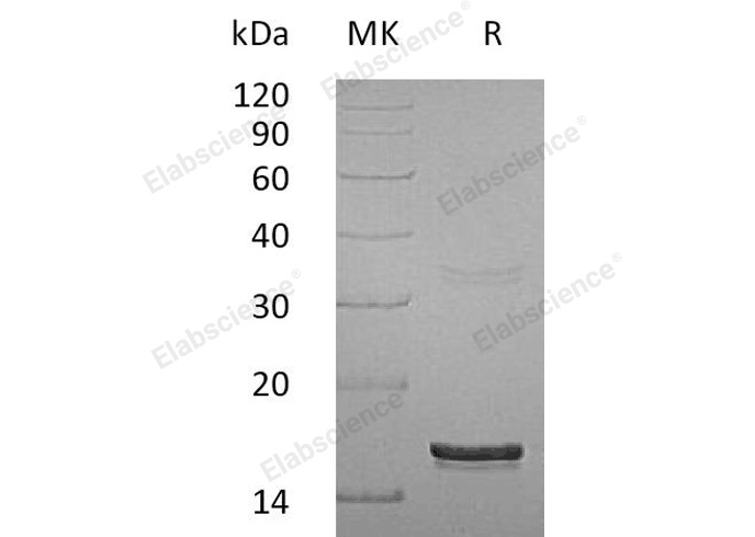 Валидация Elabscience PKSH032612(3056)