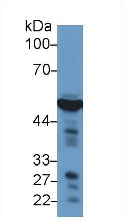 13264