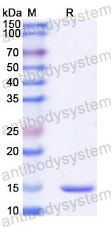 Валидация SDS-PAGE - AntibodySystem RHB42602