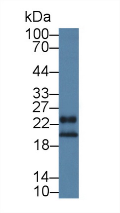 14076