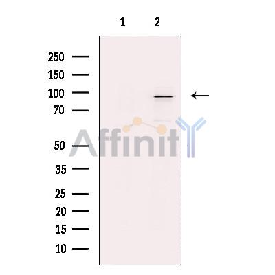 Валидация Affinity DF13586 - 9060