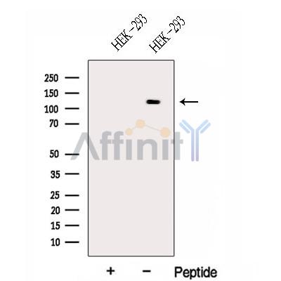 Валидация Affinity DF13058 - 7910