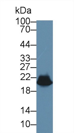 9232