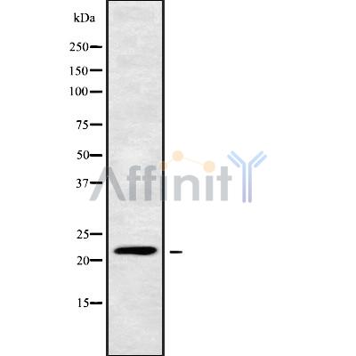 Валидация Affinity DF9295 - 21751