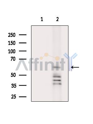 Валидация Affinity DF14853 - 10987