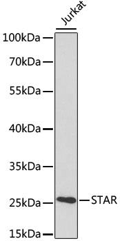 Валидация Elabscience E-AB-60150