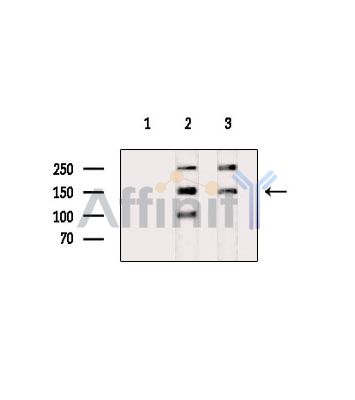 Валидация Affinity DF14527 - 10519