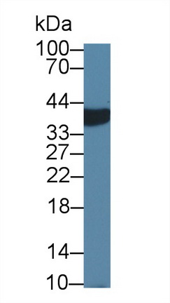 14083