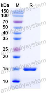 Валидация SDS-PAGE - AntibodySystem RHC98302