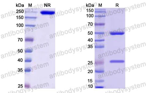 Валидация SDS-PAGE - AntibodySystem RHJ92828