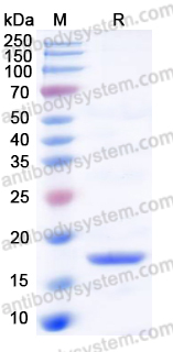 YHF55603, SDS-PAGE