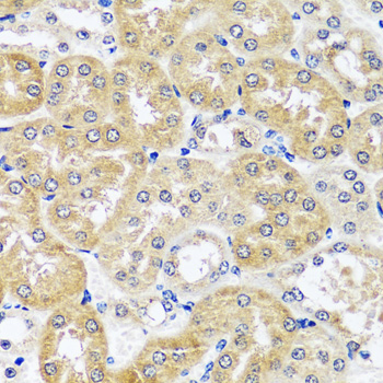 Валидация Elabscience E-AB-65005