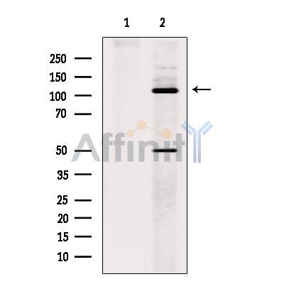 Валидация Affinity DF13556 - 8998