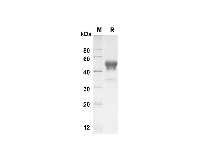 Валидация Elabscience PDMH100306(918)