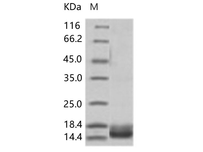 Валидация Elabscience PKSV030262(6028)
