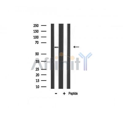 Валидация Affinity AF5006 - 2434