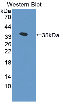 57469