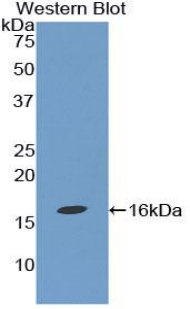 36254