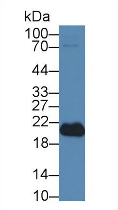 12564