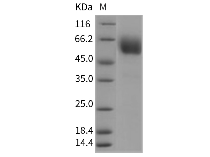 Валидация Elabscience PKSR030249(5606)