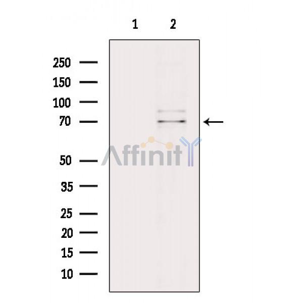 Валидация Affinity DF8552 - 20442