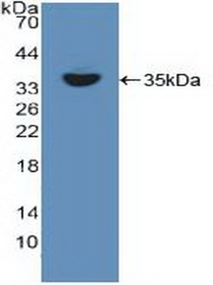 40629