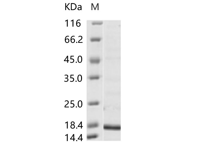 Валидация Elabscience PKSV030175(5952)