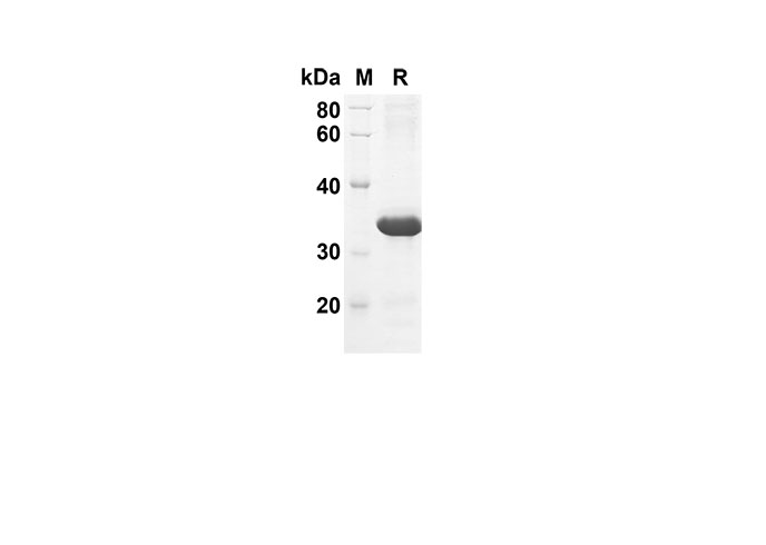 Валидация Elabscience PDEM100119(475)