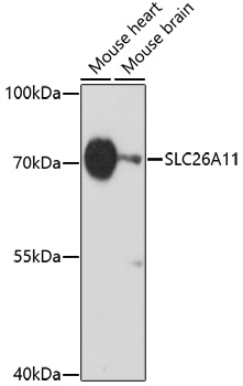 Валидация Elabscience E-AB-67092