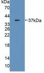 53184