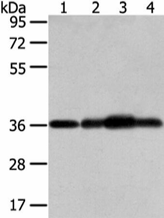 Валидация Elabscience E-AB-17044
